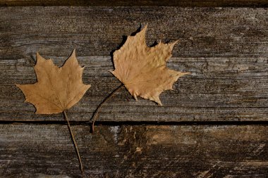 Abstract texture background of two dry autumn maple leaves on a rustic wood plank surface background