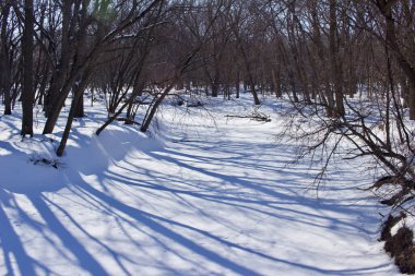 Güneşli bir kış gününde donmuş bir ağacın kırsal manzarası.