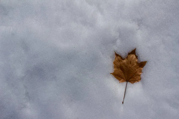 Close View Solitary Dry Maple Leaf Bed Fresh White Snow — Stock Photo, Image