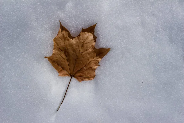 Close View Solitary Dry Maple Leaf Bed Fresh White Snow — Stock Photo, Image
