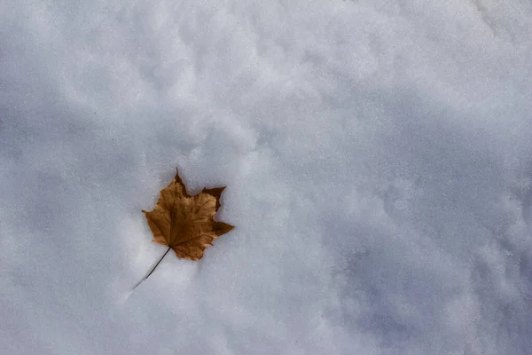 Vue Rapprochée Une Feuille Érable Sèche Solitaire Sur Lit Neige — Photo