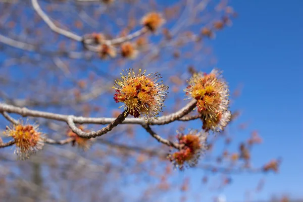Makroabstrakcyjny Widok Wyłaniających Się Kwiatów Czerwonym Drzewie Klonowym Niebieskim Tle — Zdjęcie stockowe