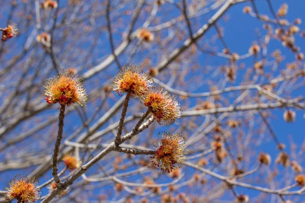Макро Абстрактний Вид Квіти Являються Червоному Кленовому Дереві Фоном Блакитного — стокове фото