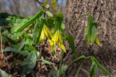 Çan otlarının narin çiçeklerinin (uvularia grandiflora) orman bölgesinde yetiştirilmemiş görüntüsünü kapat