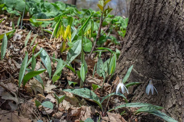 Çan Otlarının Narin Çiçeklerinin Uvularia Grandiflora Orman Bölgesinde Yetiştirilmemiş Görüntüsünü — Stok fotoğraf