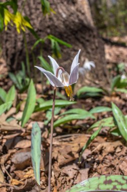 Beyaz bir nilüfer alabalığının (eritrosonyum albidum) doğal orman habitatında çiçek açmasına yakından bakın.