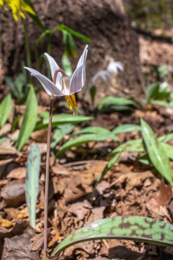 Beyaz bir nilüfer alabalığının (eritrosonyum albidum) doğal orman habitatında çiçek açmasına yakından bakın.