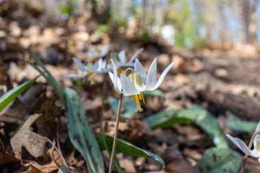 Beyaz bir nilüfer alabalığının (eritrosonyum albidum) doğal orman habitatında çiçek açmasına yakından bakın.