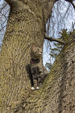 Olgun bir ağaç dalında oturan gri çizgili tekir kedinin portre görüntüsü