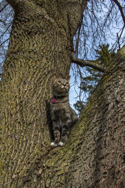 Olgun bir ağaç dalında oturan gri çizgili tekir kedinin portre görüntüsü