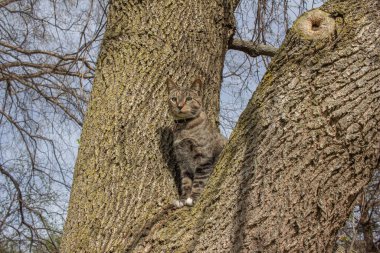 Olgun bir ağaç dalında oturan gri çizgili tekir kedinin portre görüntüsü