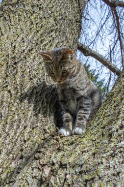 Olgun bir ağaç dalında oturan gri çizgili tekir kedinin portre görüntüsü