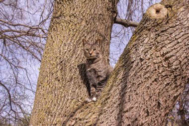 Olgun bir ağaç dalında oturan gri çizgili tekir kedinin portre görüntüsü