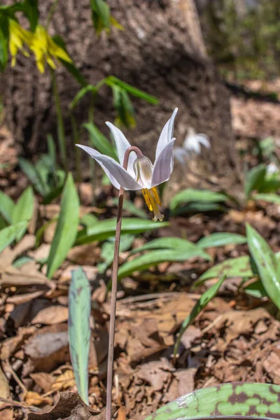 Beyaz bir nilüfer alabalığının (eritrosonyum albidum) doğal orman habitatında çiçek açmasına yakından bakın.