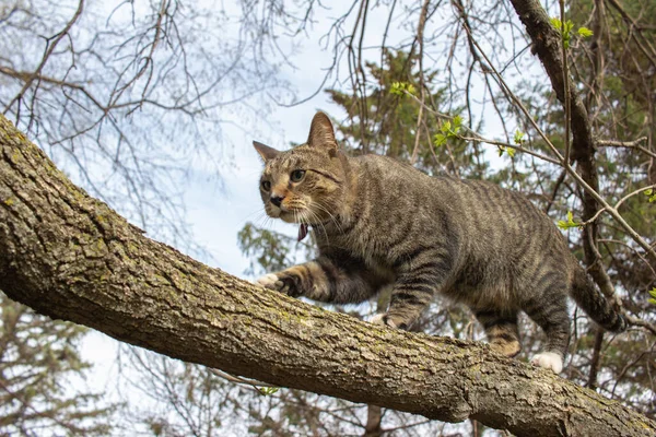 나무에 오르는 줄무늬 고양이의 — 스톡 사진