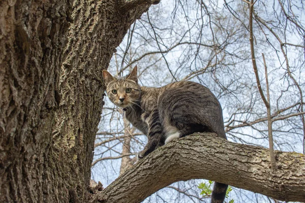 Profile View Gray Stripe Tabby Cat Sitting Mature Tree Branch — Stock Photo, Image