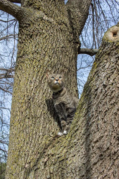 Portrétní Pohled Šedou Pruhovanou Kočku Sedící Zralé Větvi Stromu — Stock fotografie