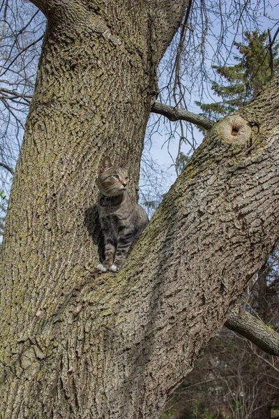 一只灰色条纹斑斑猫坐在成熟的树枝上的画像 — 图库照片