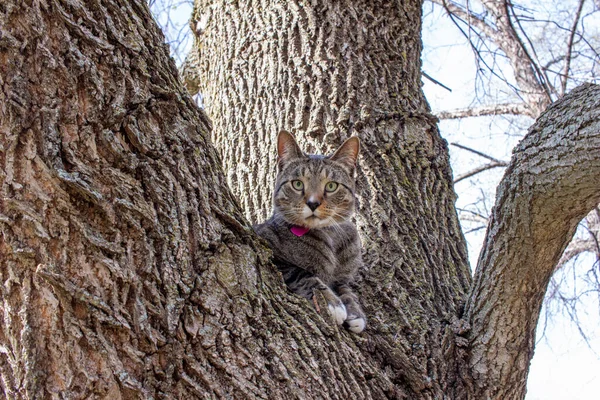 나뭇가지에 줄무늬 고양이의 — 스톡 사진