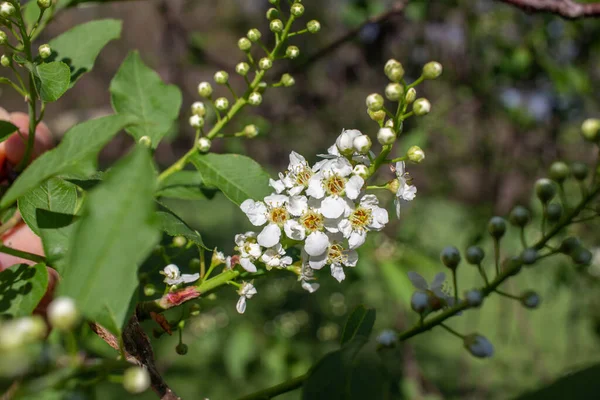 Vista Cerca Textura Delicadas Flores Blancas Brotes Cerezo Rojo Canadá —  Fotos de Stock