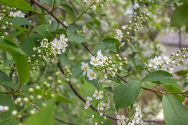 Kanada 'da kırmızı bir kiraz ağacının (prunus virginiana) narin beyaz çiçek ve tomurcuklarının doku görünümünü kapat