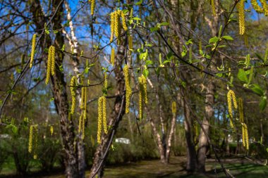 Nehir huş ağacında çiçek açan parlak sarı catkins (betula nigra) mavi gökyüzü arka planına sahip