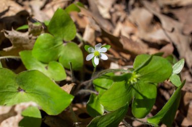 İlkbaharda ormanlık bir ormanda yetişen yerli beyaz sarısı (anemone) kır çiçeklerine yakından bakın.