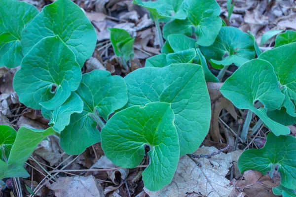 Close up view of Canadian wild ginger wildflower plants, growing in their native forest woodland habitat