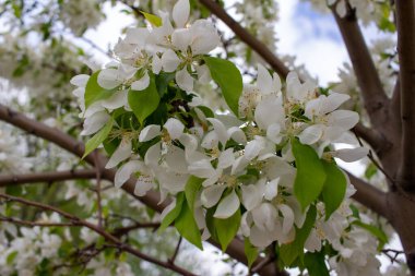 Odaklanamadığı bir arkaplanı olan bir yaban elması ağacında çiçek açan güzel beyaz çiçeklerin soyut dokusunu kapat ve boşluğu kopyala