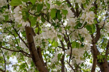 Odaklanamadığı bir arkaplanı olan bir yaban elması ağacında çiçek açan güzel beyaz çiçeklerin soyut dokusunu kapat ve boşluğu kopyala