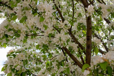 Odaklanamadığı bir arkaplanı olan bir yaban elması ağacında çiçek açan güzel beyaz çiçeklerin soyut dokusunu kapat ve boşluğu kopyala