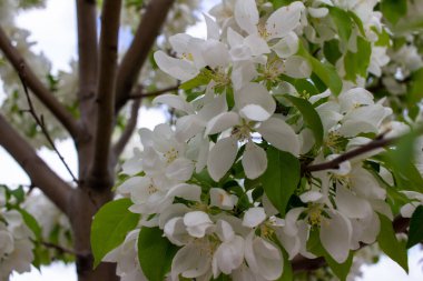 Odaklanamadığı bir arkaplanı olan bir yaban elması ağacında çiçek açan güzel beyaz çiçeklerin soyut dokusunu kapat ve boşluğu kopyala
