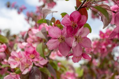 Güzel pembe çiçek açan çiçeklerin soyut arkaplanını kapatarak arkaplandaki çözülmüş arkaplanı kopyala ve boşluğu kopyala