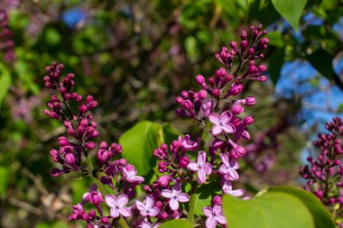 Güneşli bir günde güzel kokulu mor çiçek tomurcukları ve çiçeklerin (şırınga persika) soyut görünümünü kapat