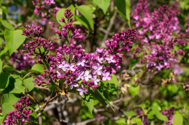Güneşli bir günde güzel kokulu mor çiçek tomurcukları ve çiçeklerin (şırınga persika) soyut görünümünü kapat