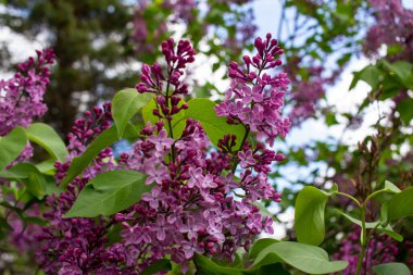 Güneşli bir günde kokulu mor kokulu Pers leylağı çiçeklerinin (şırınga persika) soyut görünümünü kapat
