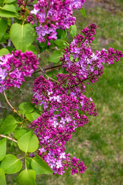 Primo Piano Visione Astratta Fragrante Viola Fioritura Fiori Lilla Persiani — Foto Stock