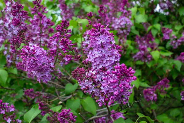 Primo Piano Visione Astratta Fragrante Viola Fioritura Fiori Lilla Persiani — Foto Stock