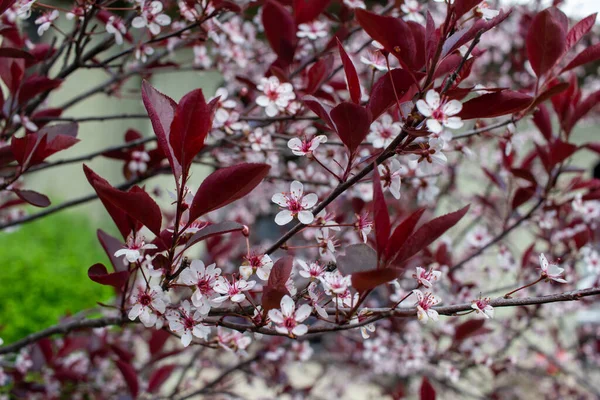 Close View Beautiful Tiny White Red Flower Flows Purple Leaf — Φωτογραφία Αρχείου