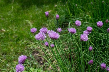 Büyüyen pembe soğan çiçeklerinin (allium schoenoprasum) arkaplan görünümünü kapat