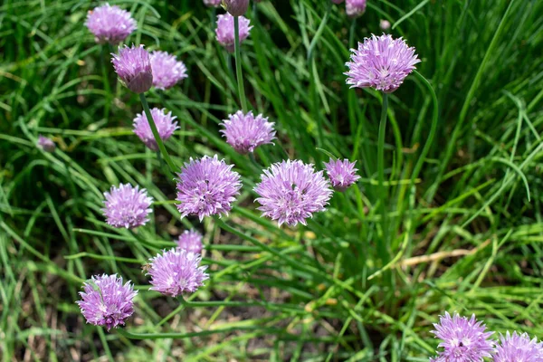 Nahaufnahme Der Textur Hintergrundansicht Der Aufkeimenden Rosa Schnittlauchblüten Allium Schoenoprasum — Stockfoto