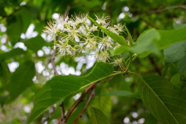 Mavi gökyüzü arka planına sahip bir kiraz ağacındaki narin çiçek ve tomurcukların soyut dokusunu kapat
