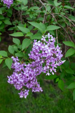 Güneşli bir günde, mis kokulu Çin leylağı çiçeklerinin (şırınga çingeneleri) soyut dokusunu kapat