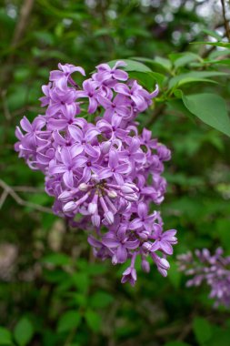 Güneşli bir günde, mis kokulu Çin leylağı çiçeklerinin (şırınga çingeneleri) soyut dokusunu kapat