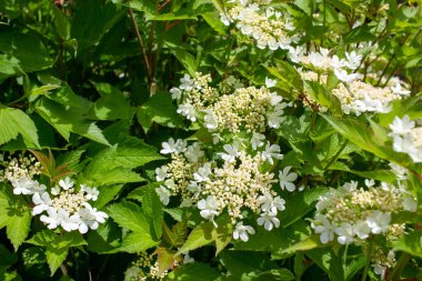 Güneşli bir günde, kızılcık çalısı (viburnum trilobum) üzerindeki dantelli beyaz çiçeklerin soyut doku görünümünü kapat