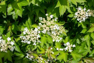 Güneşli bir günde, kızılcık çalısı (viburnum trilobum) üzerindeki dantelli beyaz çiçeklerin soyut doku görünümünü kapat