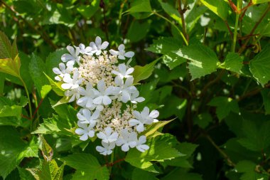 Güneşli bir günde, kızılcık çalısı (viburnum trilobum) üzerindeki dantelli beyaz çiçeklerin soyut doku görünümünü kapat