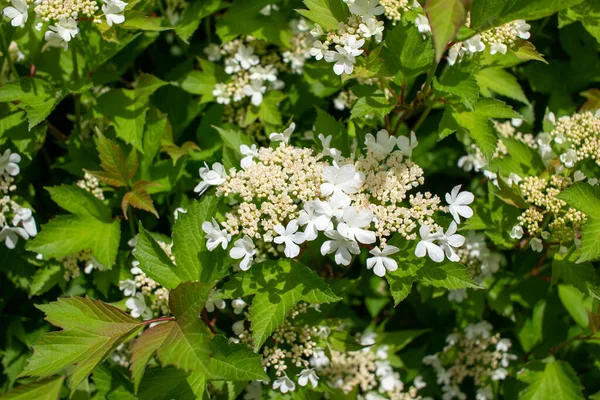 Close Vista Textura Abstrata Flores Flores Brancas Rendadas Arbusto Cranberry — Fotografia de Stock