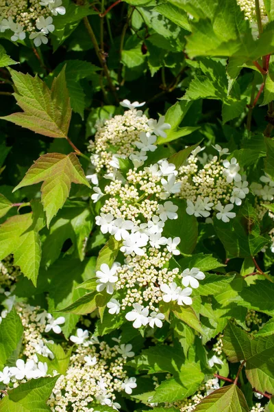 Güneşli Bir Günde Kızılcık Çalısı Viburnum Trilobum Üzerindeki Dantelli Beyaz — Stok fotoğraf