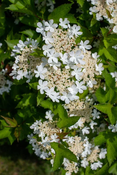 在阳光明媚的日子里 在一个紧凑的覆盆子花丛 Viburnum Trilobum 对百合花的抽象纹理进行近距离观察 — 图库照片